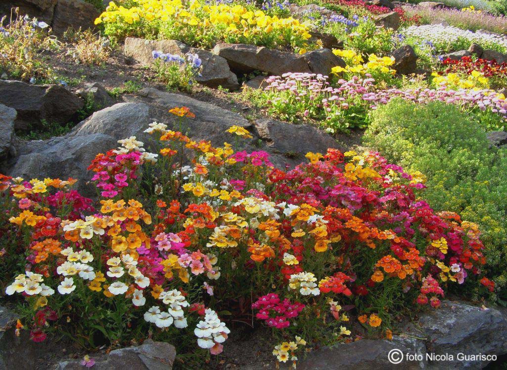 Azaleas