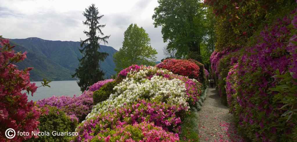 lago di como, villa carlotta tremezzo, fioritura delle azalee primavera fiori vialetti