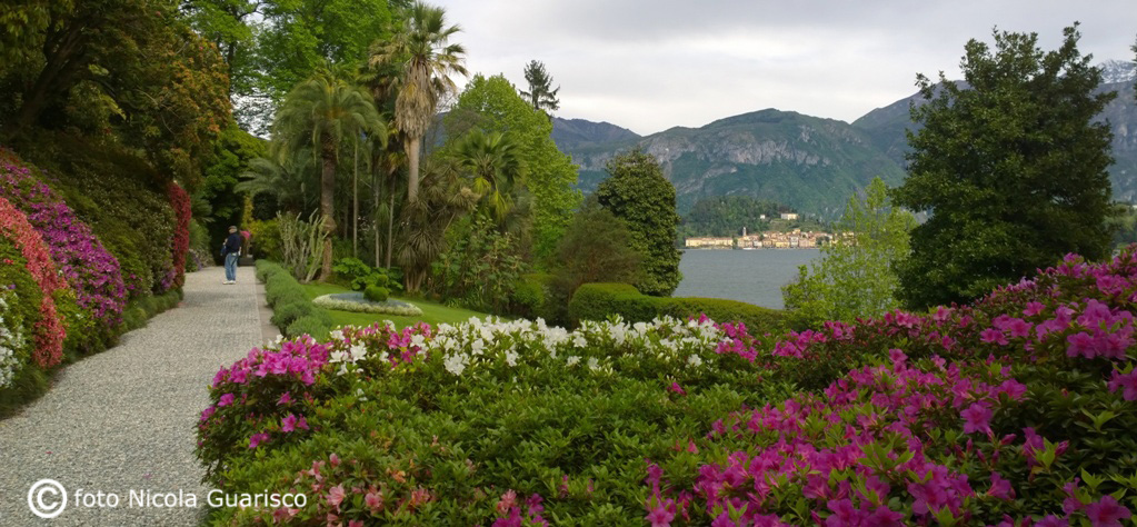lago di como tremezzo villa carlotta, fioritura delle azalee con lo sfondo di bellagio in primavera