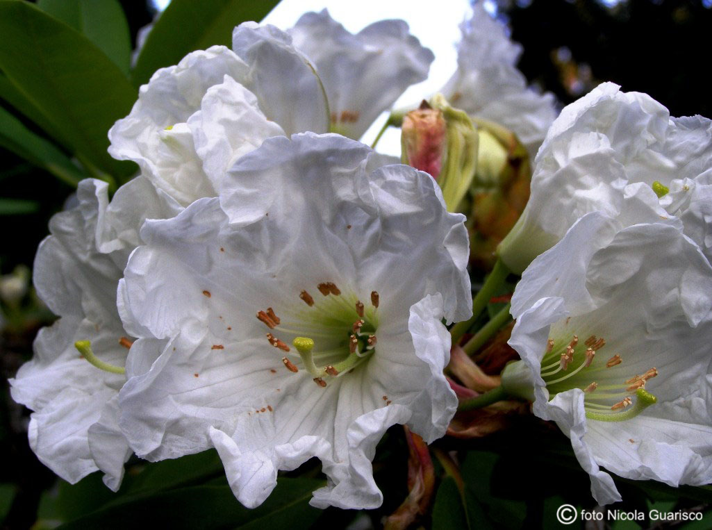 tremezzo, villa carlotta sul lago di como, fiori bianchi di rododendro nel parco botanico giardino
