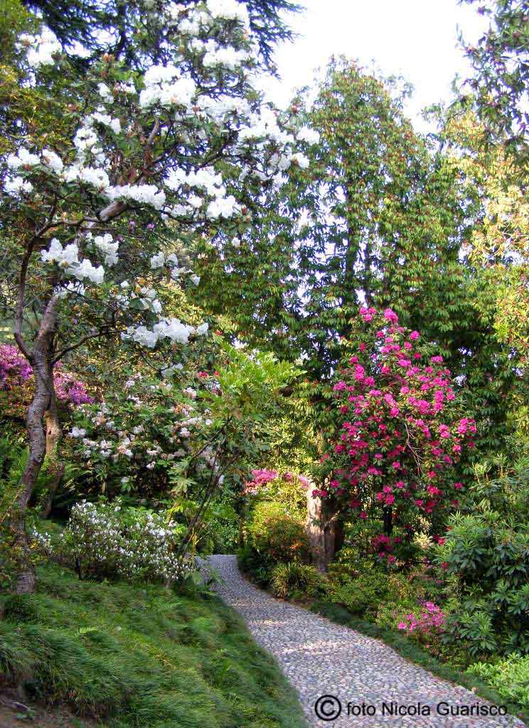 tremezzo, villa carlotta sul lago di como,vialetto, viottolo, fioritura e fiori in primavera nel parco botanico giardino