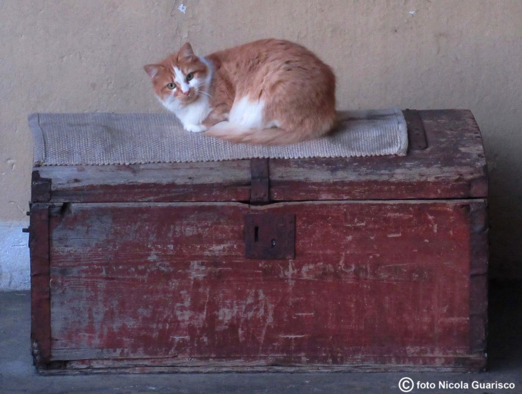 cat