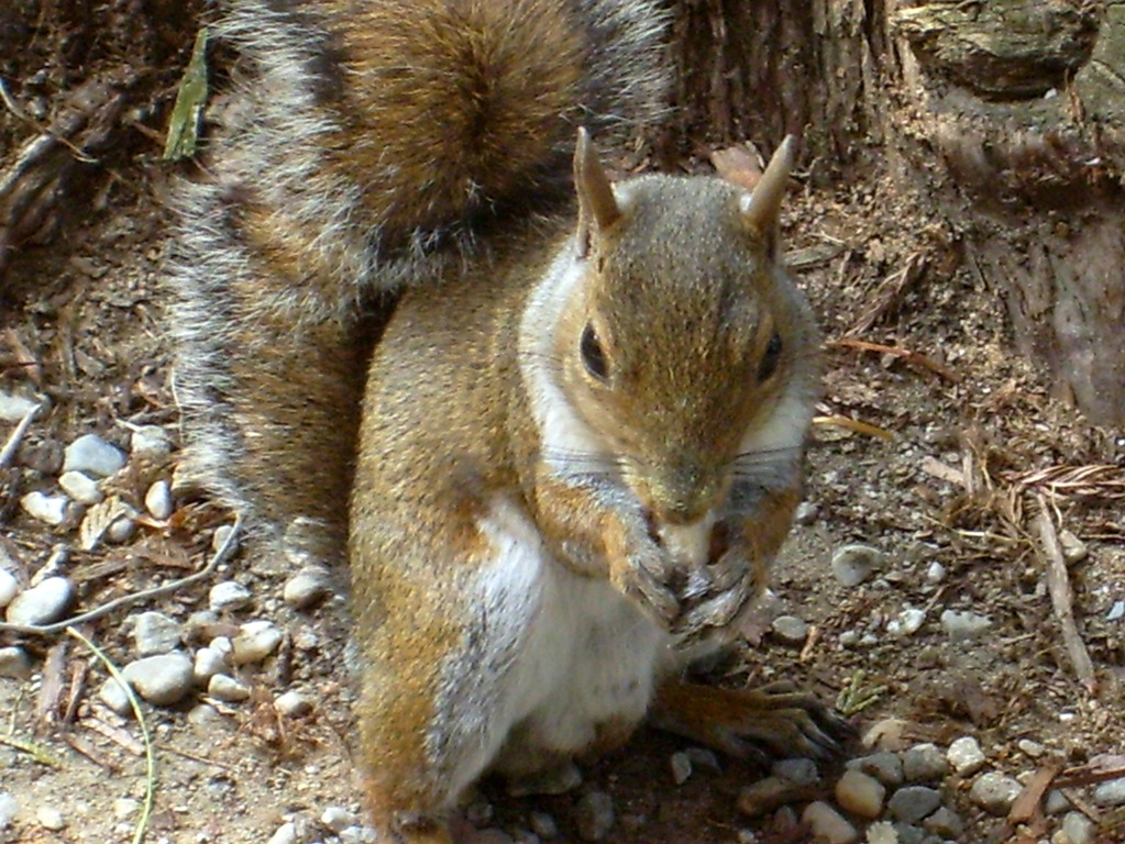 scoiattolo che mangia ghiande nel parco di villa melzi a bellagio sul lago di como