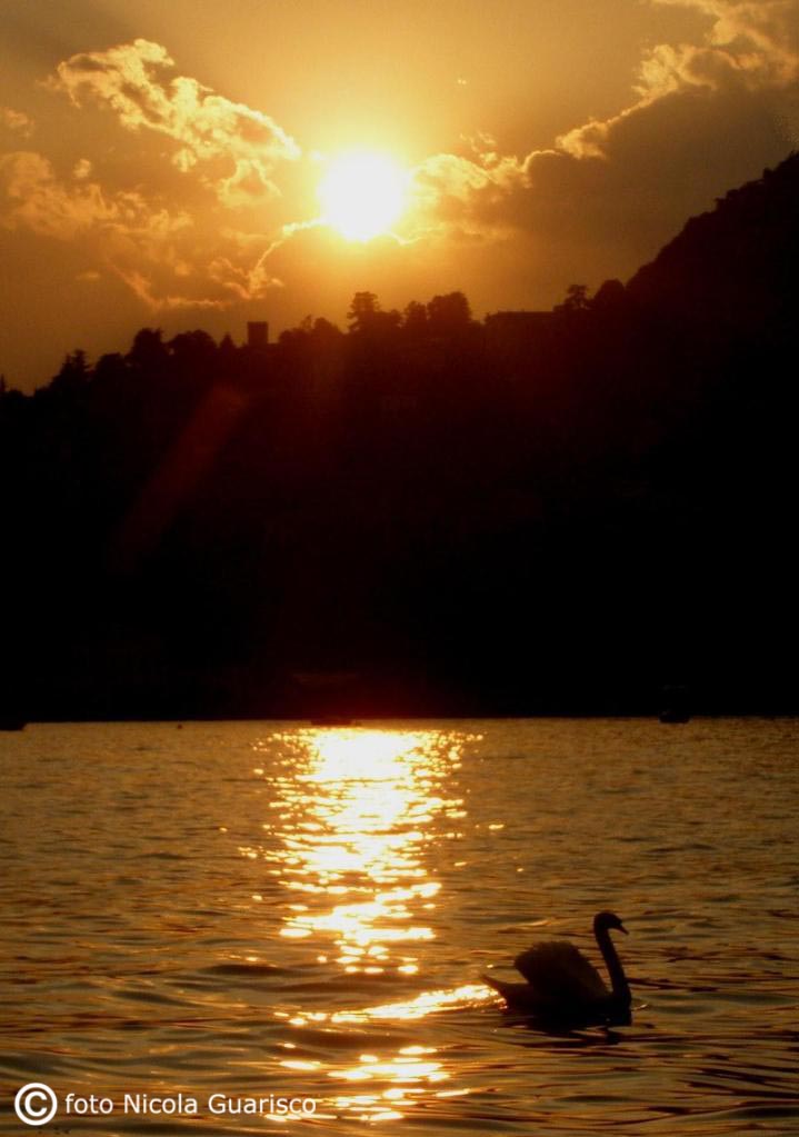 cigno al tramonto sul lago di como