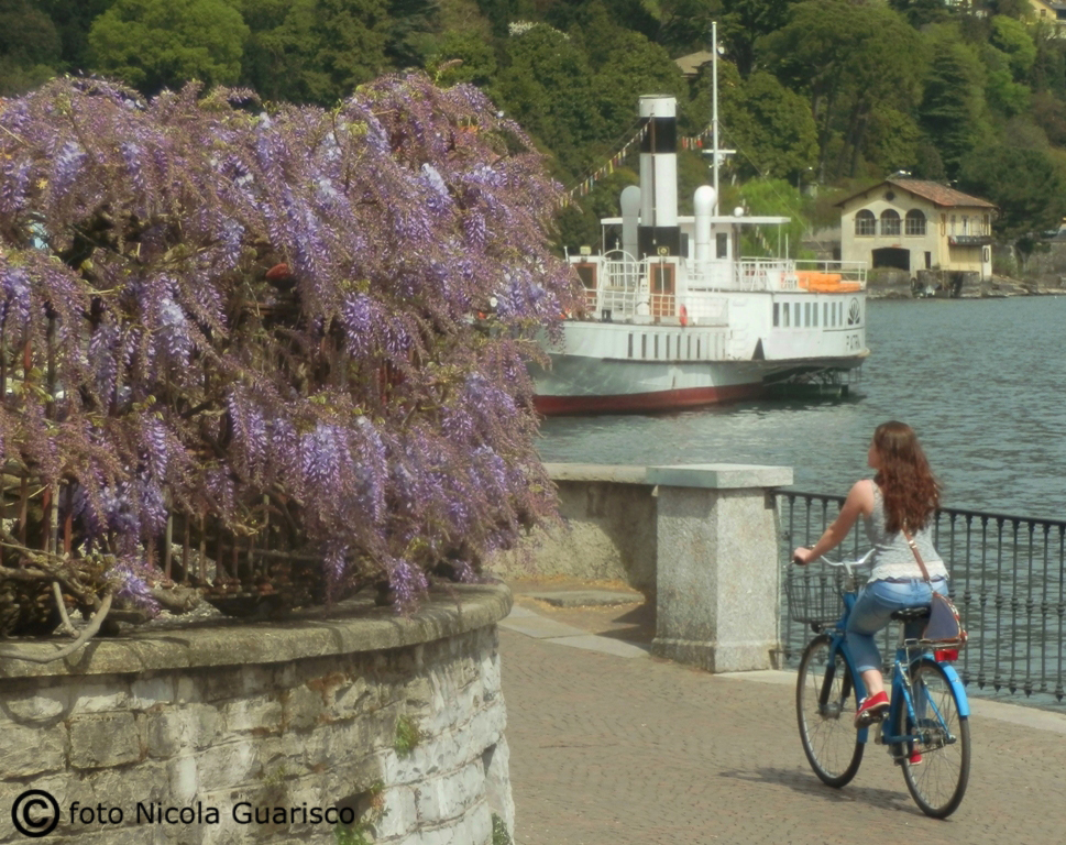 glicini fioritura lungo la passeggiata di villa olmo sul lago di como con lo sfondo del piroscafo patria, battello a vapore e ragazza in bicicletta bike sharing