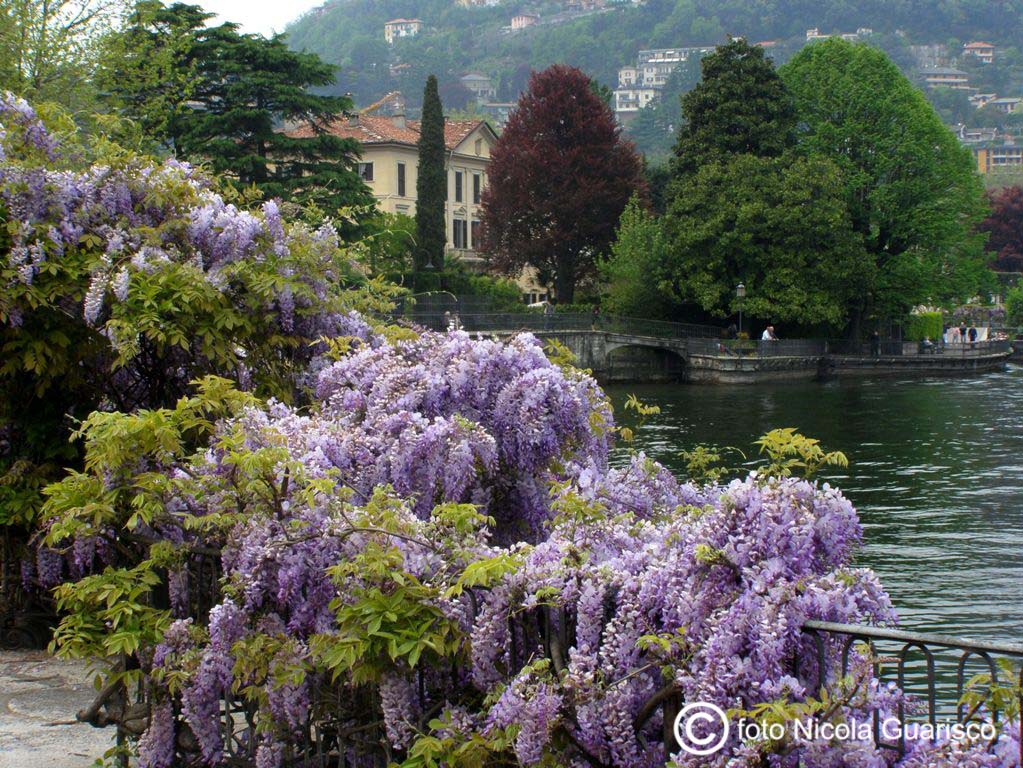 glicini in fiore lungo la passeggiata di Villa olmo sul lago di como, fioritura primaverile