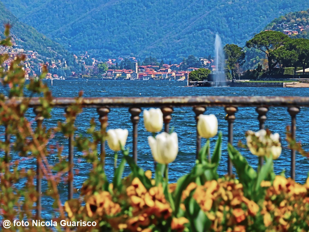 primavera sul lago di como lungo la passeggiata di villa olmo, tulipani con lo sfondo del lago e di Torno