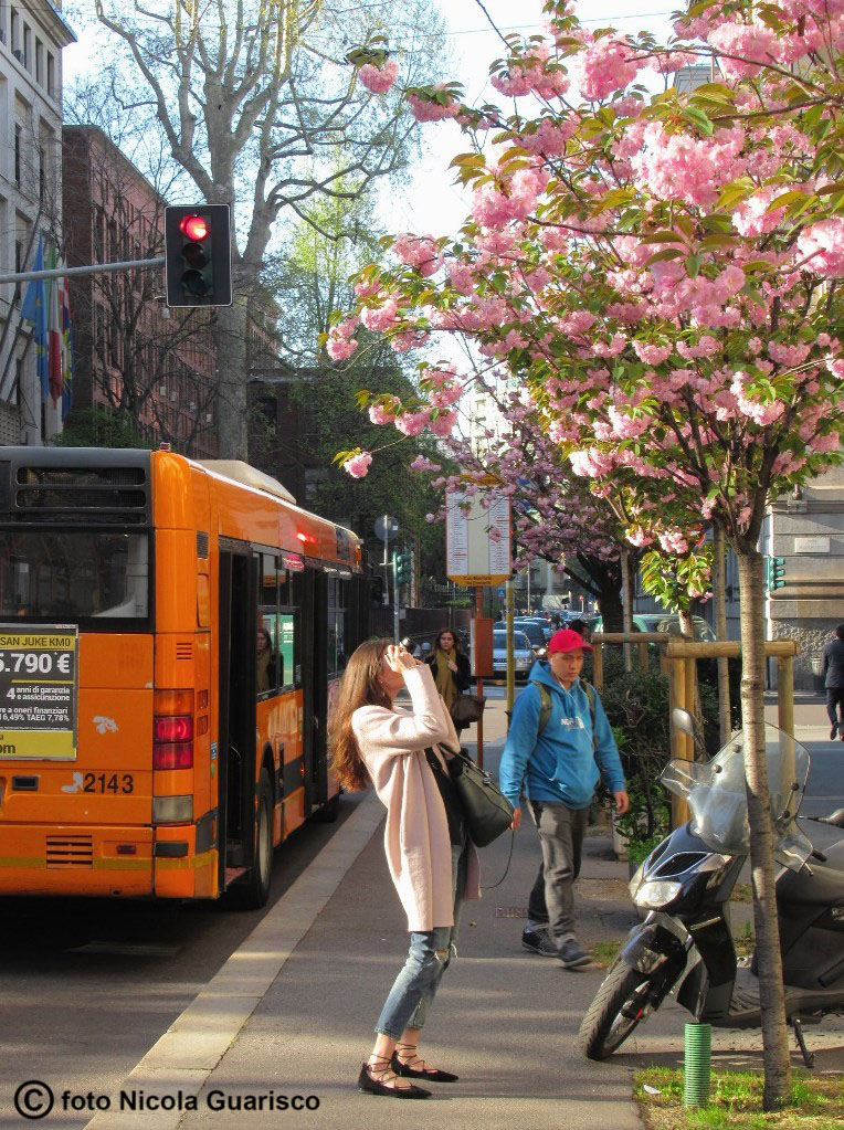 fioritura dei ciliegi con autobus dell'atm a milano