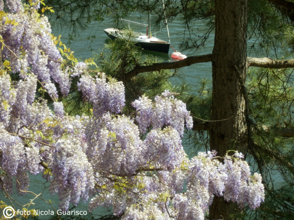 parco di villa pizzo sul lago di como con glicini o glicine in fiore o fioritura e una barca a vela sullo sfondo