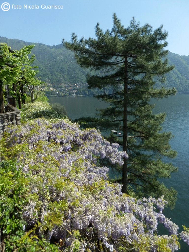 glicine in fiore o fioritura nel parco di villa pizzo a cernobbio sul lago di como