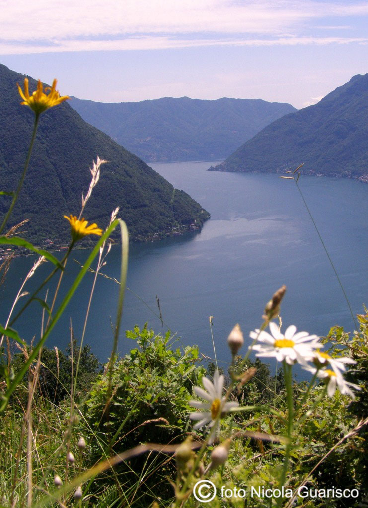 fiori margherite sul lago di como montagne monti lariani monte panorami triangolo lariano in montagna