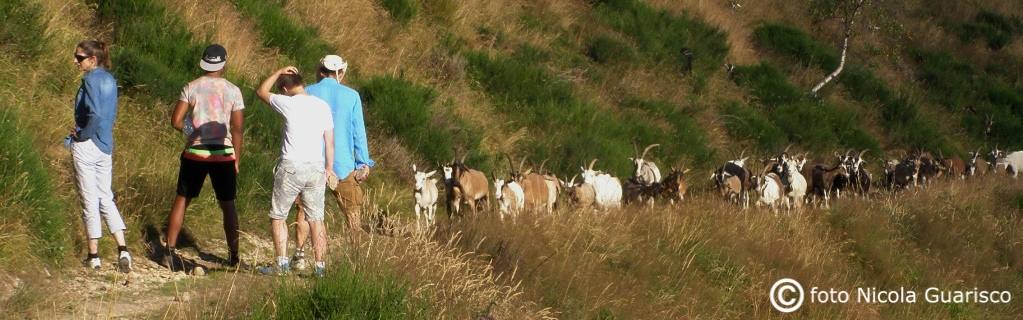 gregge di capre sul monte san primo con turisti in attesa bloccati sul lago di como montagne monti lariani monte panorami triangolo lariano in montagna