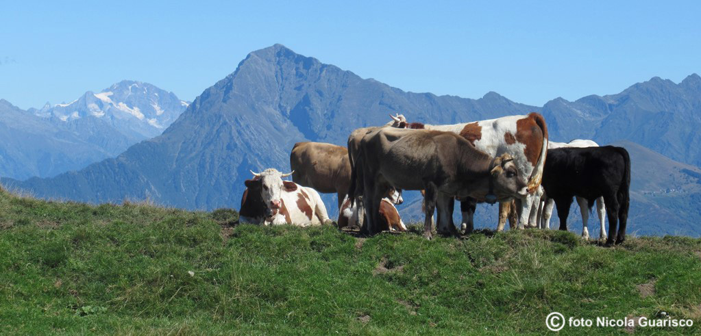 mucche o vacche al pascolo con vista sul monte legnone dal monte crocione sul lago di como montagne monti lariani monte panorami triangolo lariano in montagna